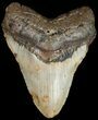 Bargain Megalodon Tooth - North Carolina #45627-1